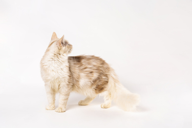 回头的金色缅因猫咪高清图