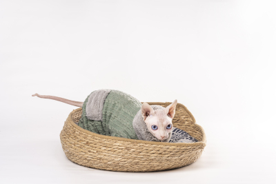 软垫藤编猫窝玩耍猫咪实拍图