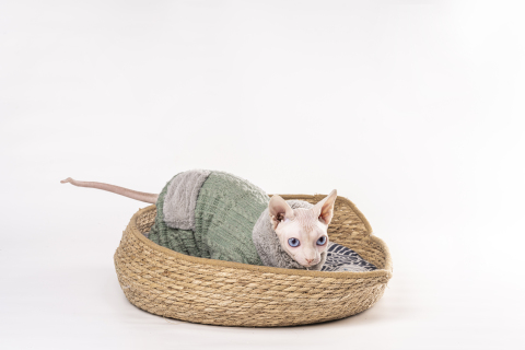 软垫藤编猫窝玩耍猫咪实拍图