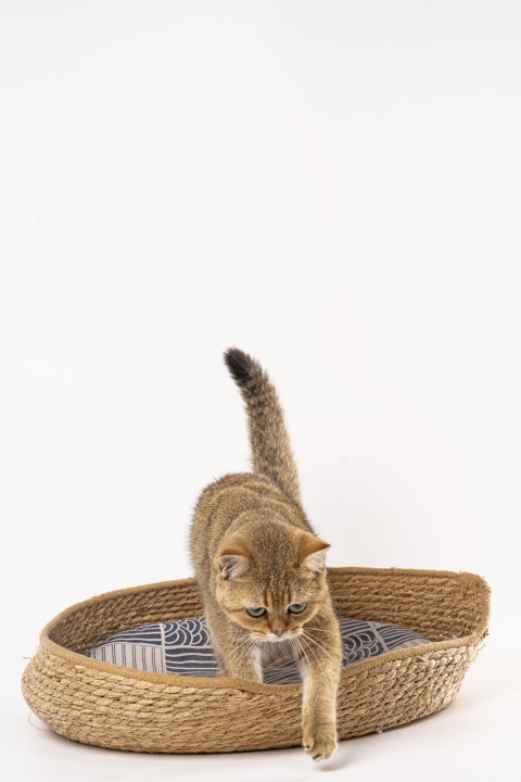 调皮金渐层可爱猫咪高清图版权图片下载
