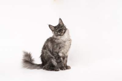 可爱歪头灰色缅因猫图片