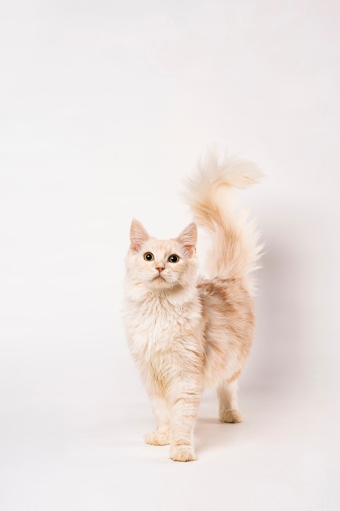 调皮金色缅因猫咪写真图版权图片下载