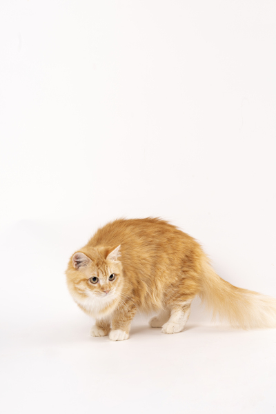家养宠物橘猫行走实拍图