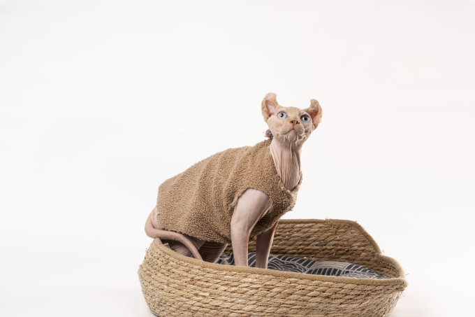 抬头观察宠物无毛猫高清图