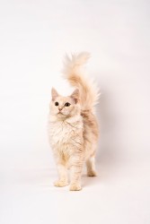 帅气可爱猫咪写真实拍图