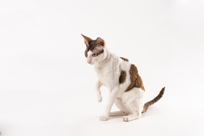 家庭宠物猫德文猫蹲坐侧拍图片