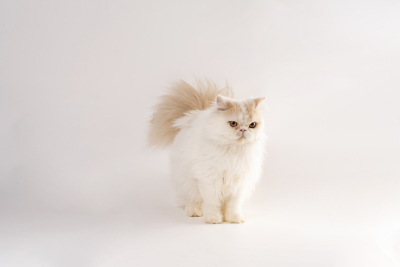 温柔呆萌布偶猫站立实拍图