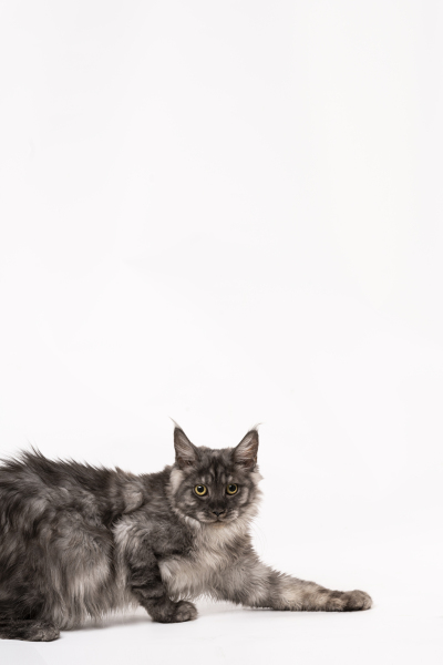 慵懒趴着的宠物猫图片