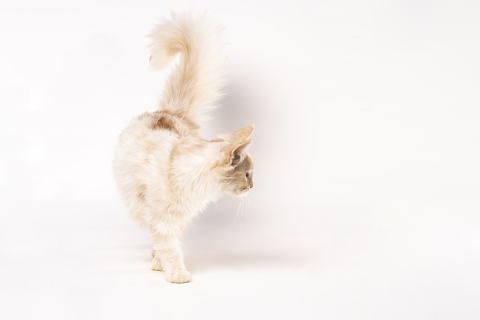 长尾巴可爱金色缅因猫咪图