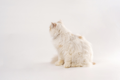 长毛加菲猫侧拍高清图