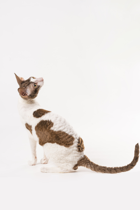 可爱宠物猫回头向上看版权图片下载