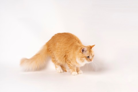 萌宠家养橘猫高清图