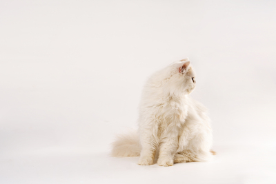 侧头看的温顺宠物猫图片