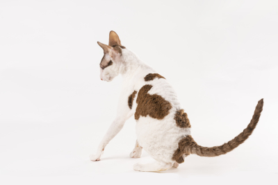 活泼可爱玩耍猫咪侧拍图