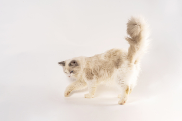 玩耍的活泼加菲猫图片