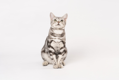 坐立的顽皮虎斑宝宝高清图