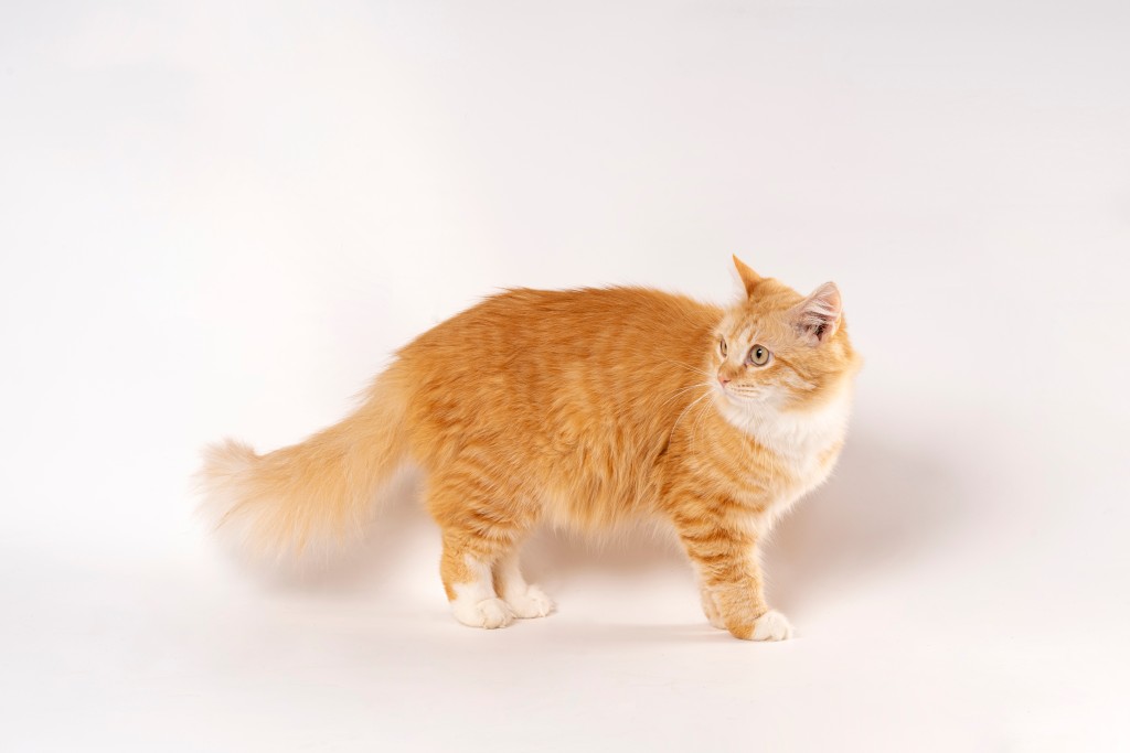 金色长毛橘猫可爱萌宠图版权图片下载