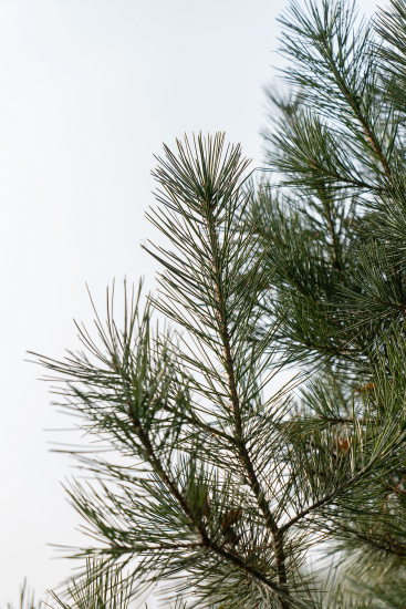松树植物局部树枝特写高清图