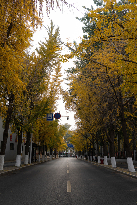 景观植物黄色银杏树木高清图版权图片下载