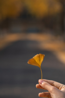 手拿黄色银杏落叶高清图