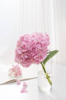 花瓶里面的粉丝绣球鲜花图