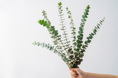手拿绿植小清新风格艺术照
