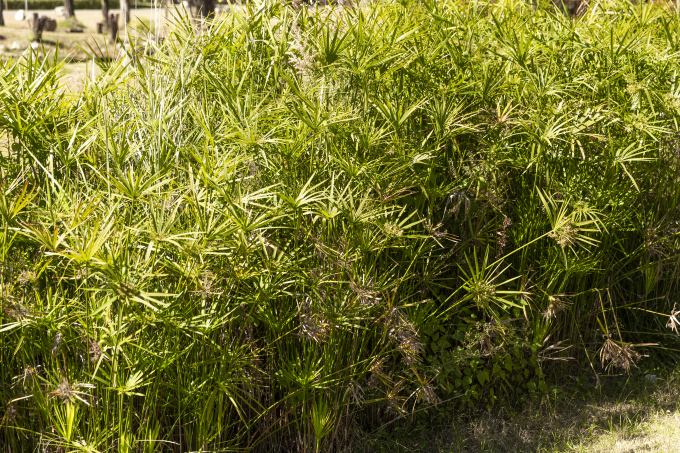 度假区绿色植物实拍高清图