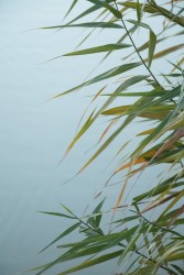 湖边芦苇唯美景色实拍图