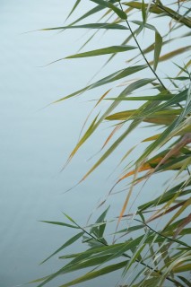 湖边芦苇唯美景色实拍图