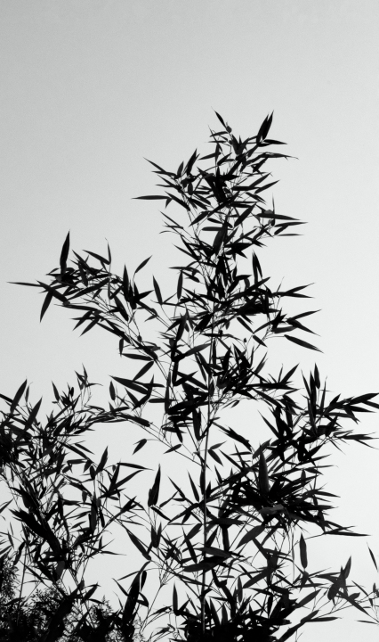 竹子竹叶剪影高清图版权图片下载