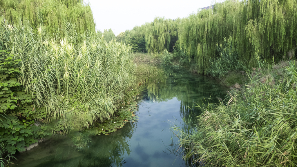 小河边垂柳芦苇夏日实拍图版权图片下载