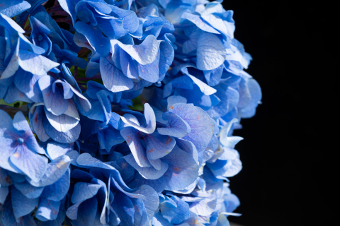蓝色绣球花花瓣特写高清图