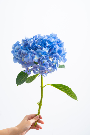 一簇蓝色绣球花高清图