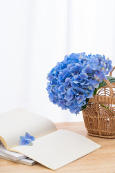 蓝色绣球花唯美花朵高清图