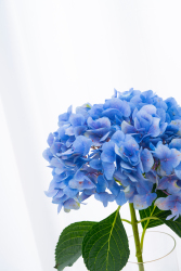 唯美蓝色鲜花绣球花实拍图