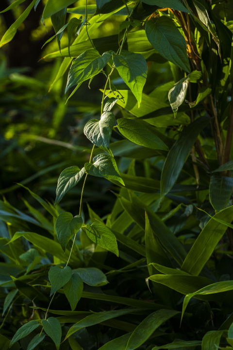 树林里茂盛的藤蔓植物实拍图版权图片下载