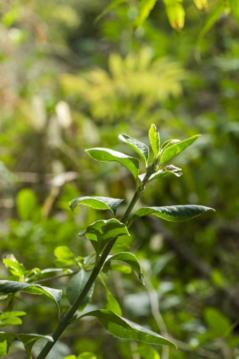 植物长出的新芽近景图版权图片下载