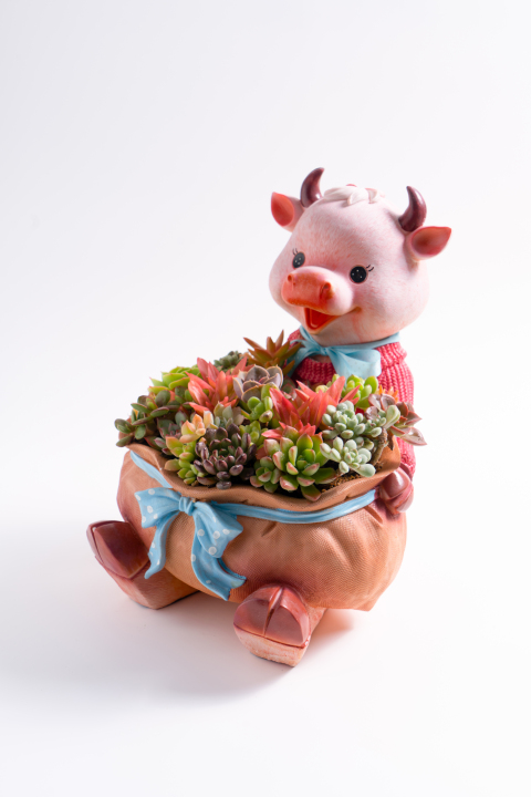 卡通小猪盆栽多肉植物版权图片下载