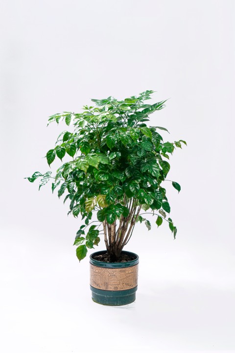 长势良好植物盆栽高清图版权图片下载