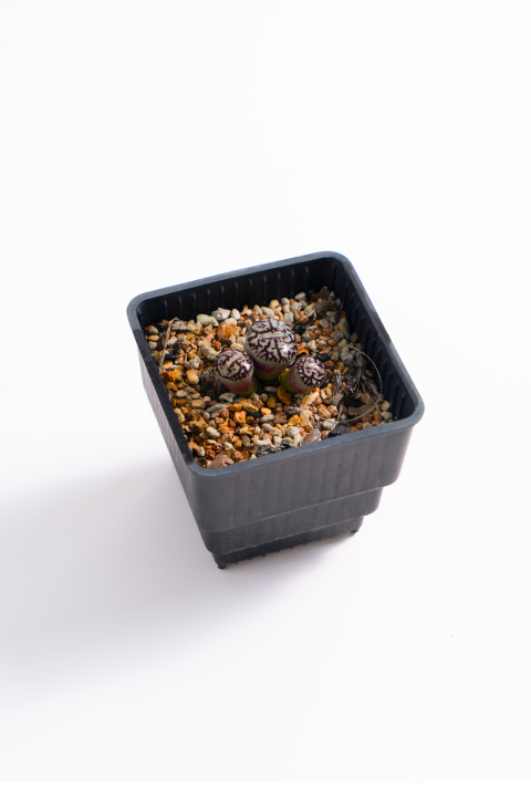 桌面植物摆件盆栽高清图版权图片下载