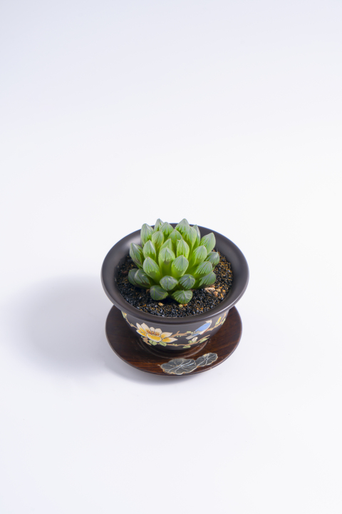 绿色多肉植物盆栽高清图版权图片下载
