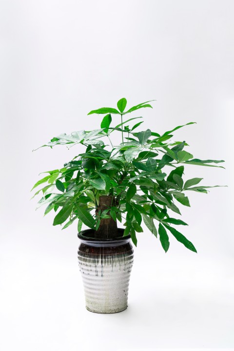 茂盛的盆栽植物实拍图版权图片下载