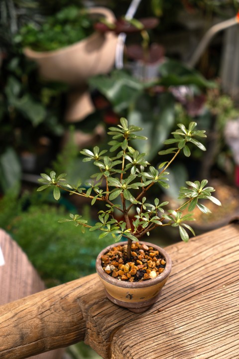 绿色盆栽植物实拍图版权图片下载