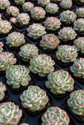 俯拍绿色多肉植物高清图
