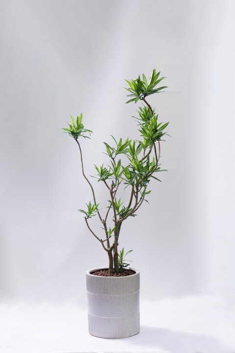 姿态优美盆栽植物摆件实拍图版权图片下载
