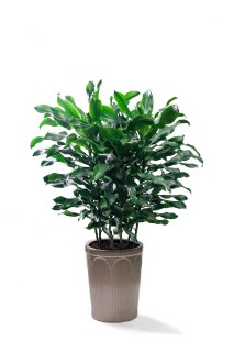 长势旺盛的绿植盆栽高清图