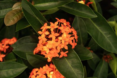 橘色长寿花鲜花特写图