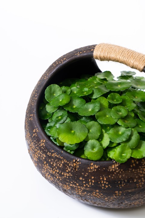 湿生草本铜钱草近景高清图版权图片下载
