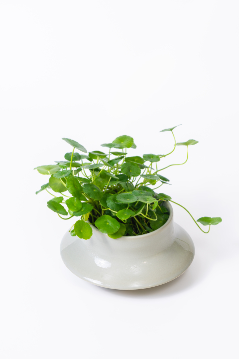 水培植物铜钱草绿植盆景实拍图版权图片下载