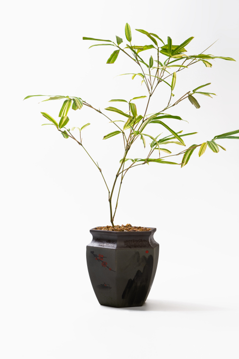 红观音竹茶室书房植物实拍图版权图片下载